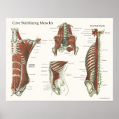 Diep- en kernstabiliserende spieren Anatomie Poste Poster (Voorkant)