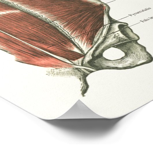 Diep- en kernstabiliserende spieren Anatomie Poste Poster (Hoek)