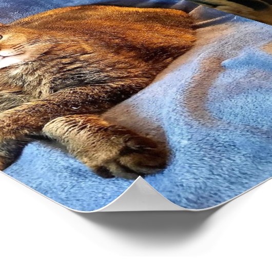 DIEP IN DOUD KAT POSTER (Hoek)