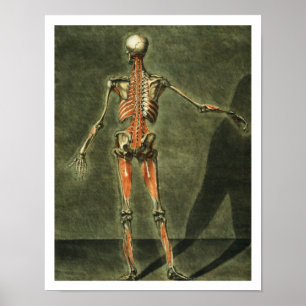 Diep Musculair Systeem aan de achterkant van het l Poster