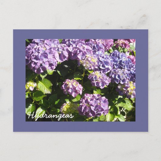 Diep Paarse Hydrangea Briefkaart (Voorkant)