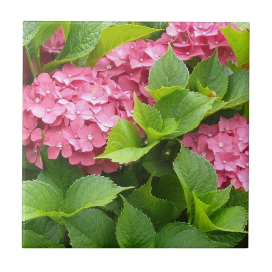 Diep Roze Hortensia's Tegeltje (Voorkant)