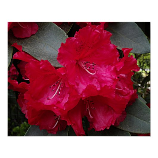 Diep roze rododendron bloeit bloemig perfect poster (Voorkant)
