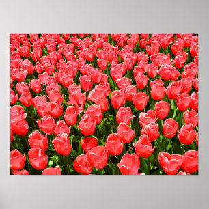 Diep roze tulpen poster