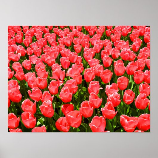 Diep roze tulpen poster (Voorkant)