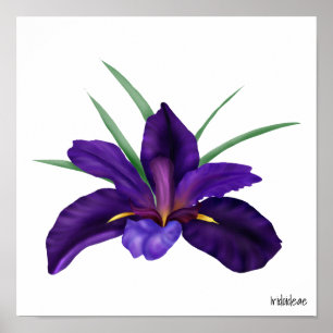Diepe Paarse Bokwater Iris Illustratie Poster