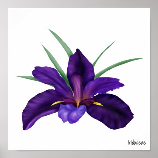 Diepe Paarse Bokwater Iris Illustratie Poster (Voorkant)
