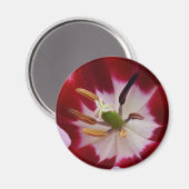 Diepe rode tulp magneet (Voorkant / Achterkant)
