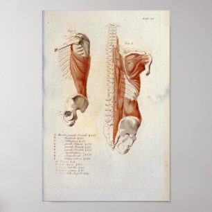 Diepe rugspieren Anatomie Afdrukken Frans Poster