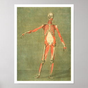 diepere spierstelsel aan de voorzijde van het lich poster