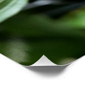 dieproze knop perfect poster (Hoek)