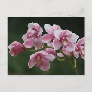 dieproze orchidee briefkaart