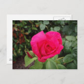 Dieproze roze roos 2 briefkaart (Voorkant / Achterkant)