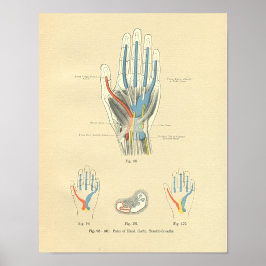  diepvriesanatomie van hand en tendons poster (Voorkant)