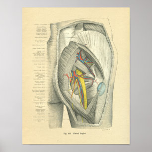  diepvriesanatomie van Hip & been Poster