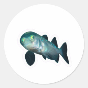 Diepzee Barreleye Vis Sticker, Transparante Kop Ronde Sticker
