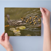 Dier - Eenden - Zwemmen als een eend Flyer (Hand)