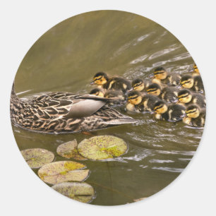 Dier - Eenden - Zwemmen als een eend Ronde Sticker