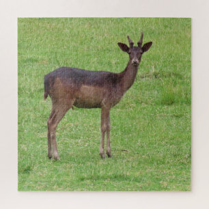 dier, hert, natuur, natuur in het wild, wild, hert legpuzzel