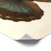  dier-Insect-Butterfly-monster Poster (Hoek)