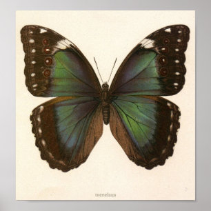 dier-Insect-Butterfly-monster Poster