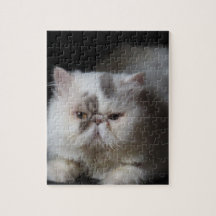 dier, kat, wit, huisdier, kitten, geïsoleerd, scha