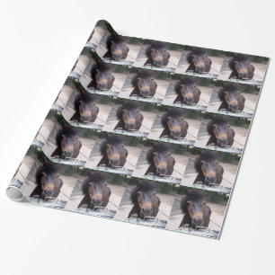 Dier, paard, Pony Cadeaupapier
