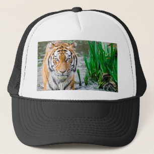 Dier, pet, te koop! trucker pet