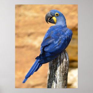 Dier van de Hyacinth macaw, doorgesneden op houten Poster