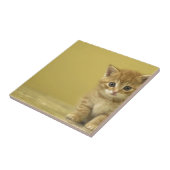 Dier - Verbazingwekkende Baby Kitten Tegeltje (Zijkant)