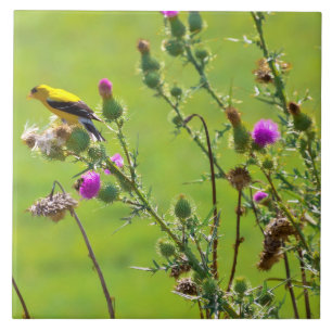 Dier - Vogel - Distel me een lied Tegeltje