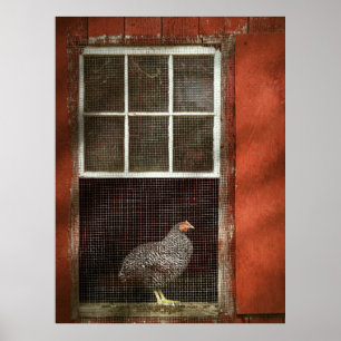 Dier - Vogel - Kip in een raam Poster