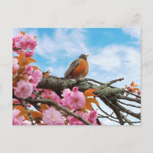 Dieren - Bird - First robin of spring Briefkaart (Voorkant)