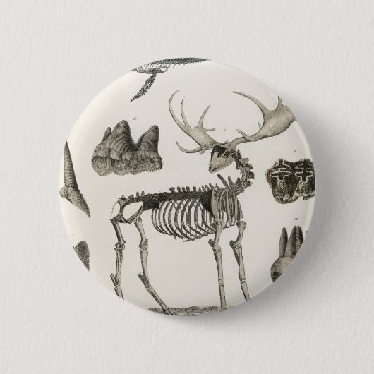 dieren, botten, structuur, skelet, bot, anatomie; ronde button 5,7 cm (Voorkant)