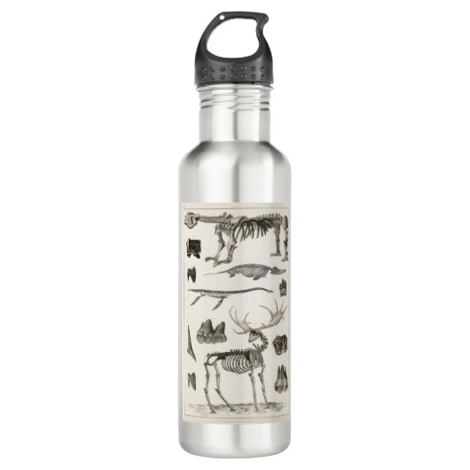 dieren, botten, structuur, skelet, bot, anatomie; waterfles  (Voorkant)