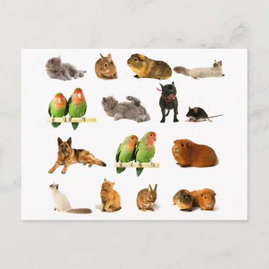 dieren briefkaart (Voorkant)