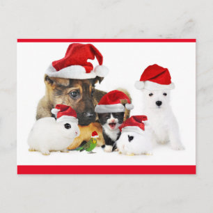 Dieren Briefkaart