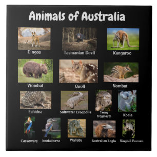 Dieren in Australië Tegeltje