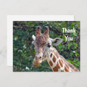 Dieren in het wild Giraffe Foto Bedankt Briefkaart (Voorkant / Achterkant)