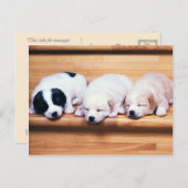 Dieren, Puppies Briefkaart (Voorkant / Achterkant)