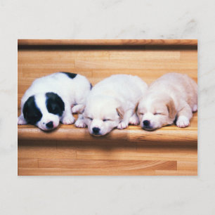 Dieren, Puppies Briefkaart