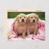 Dieren, Puppies Briefkaart (Voorkant / Achterkant)