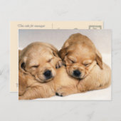 Dieren, Puppies Briefkaart (Voorkant / Achterkant)