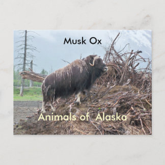 Dieren van Alaska-musk ox Briefkaart
