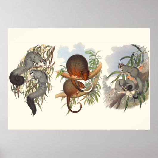 Dieren van Australië: drie cijfers Poster (Voorkant)