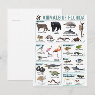 Dieren van Florida, Florida USA wilde lide Briefkaart