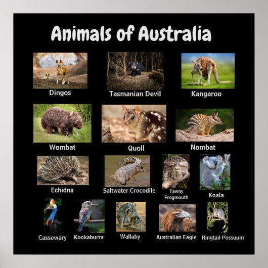 Dieren van het Australische Poster (Voorkant)