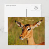 Dierenbegroeting Impala safari Briefkaart (Voorkant / Achterkant)