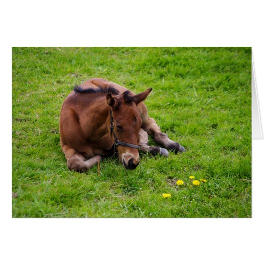 Dierenbegroetingskaart, blanco binnenin. (Voorkant Horizontaal)