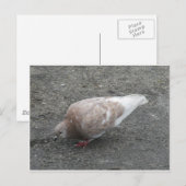Dierenduiven Briefkaart (Voorkant / Achterkant)